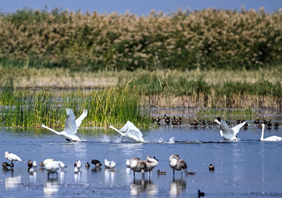 Mute swans and fledglings are seen on the Ulan Suhai Lake in Bayannur, north China's Inner Mongolia Autonomous Region, Sept. 24, 2023. Photo: Lian Zhen