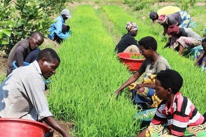 People harvesting rice in Africa.